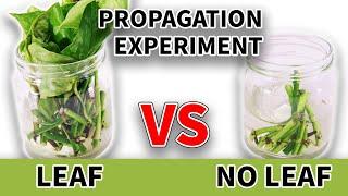 Leafless Nodes VS Nodes With Leaves Propagation ( LONG TERM RESULTS )