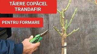 TRANDAFIR COPÃCEL - taiere pentru formare