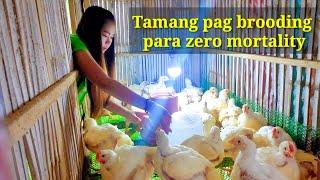 Tips sa pag aalaga ng 45 days broiler chicken( Part 2)