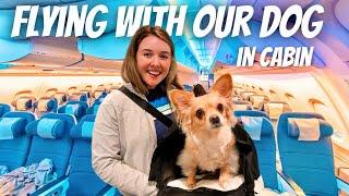 How to Fly With Your Dog in CABIN! Flying With a Dog on Delta Airlines | Fly With Your Pet in Cabin