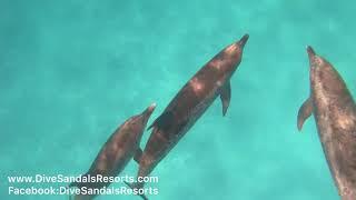 Dive Sandals Resorts Dolphin Encounter