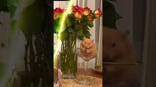 Zizi cute photos ️