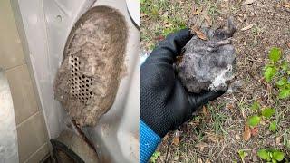 Watch Full Video! Animal Clinic Vent Cleaning