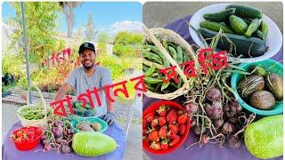 Onion Harvesting from our garden / পেয়াজ উঠালাম বাগান থেকে- # Mahfuza Rahmans Garden in New Zealand