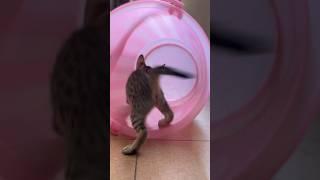 Cat in the Bucket … #viral #shorts #cat #catlover #fypシ #funnycats #pets #fyp #cute #cats #foryou