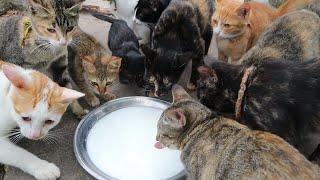 Kittens drinking milk | The Gohan Dog And Cats