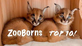 ZooBorns' Top 10 Newest, Cutest Baby Animals (Vol. 5)