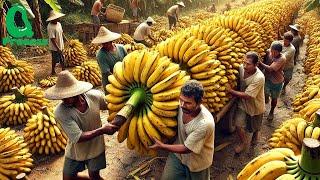 How Billions of Bananas Are Harvested and Processed