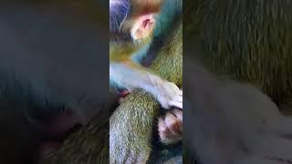 Pobre bebe macaco