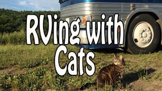 RVing with Cats: Campgrounds, Litterboxes, Leash Training, Vet Care & Pet Monitoring