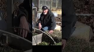 Deep Mulch solves a bunch of issues in a garden #gardening #urbanfarm #growyourownfood