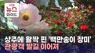 상주에 활짝 핀 '백만송이 장미'.. 관광객 발길 이어져/HCN새로넷방송