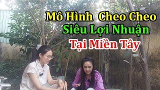 Mô Hình Chăn Nuôi Cheo Cheo Siêu Lợi Nhuận Tại Miền Tây - Trại Cheo Cheo Giống Vĩnh Long