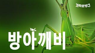 죽은 방아깨비를 살려낼 수 있다면?! #방아깨비 #곤충표본#과학문방구#곤충박제