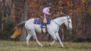 “Moonshine” the best all around AQHA gelding! SAFE and Cute!