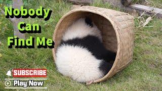 Panda Baby’s First Hide And Seek Game | iPanda