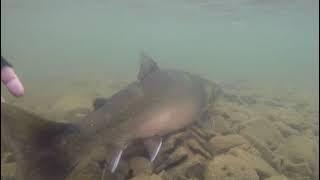 Release of Arctic char, Lake Lybalakh, Yakutia