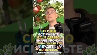 #обрезкамолодогодерева #обрезкаяблони #обрезкагруши #обрезкачерешни #обрезкасливы #сад #садоводство