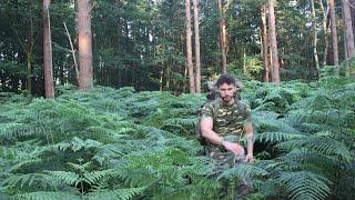 Stealth Camping in English Woodland