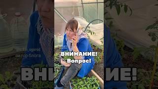 Сколько рассады посадили? Лишней много? Куда сажать будете?