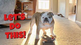 Reuben the Bulldog: Back In Business