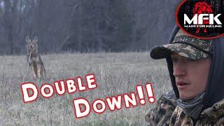 Coyote Double In A Wide Open Field!!