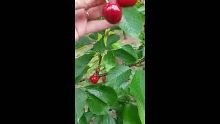 CFP Cherries are ripening! 10Jun20