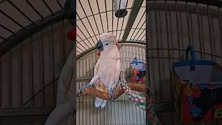 Cockatoo Preparing For The Vet