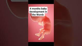 4 months baby development in the Womb #fetus #pregnancy #babyinwomb