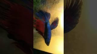 Betta fish with male betta #bettafish #betta