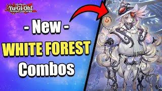 5 MUST KNOW COMBOS! | NEW AZAMINA WHITE FOREST COMBOS! | POST SUPREME DARKNESS! |  Yu-Gi-Oh!