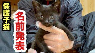 【発表】保護子猫のお名前が決まりました！（仮）