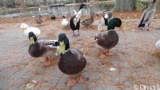 Ducks call / Enten rufen Friedrich Ebertpark - Ludwigshafen am Rhein