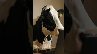 Cow tech support