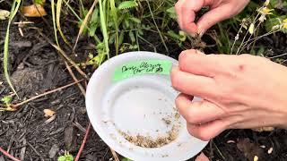 How to harvest Dense Blazing Star (Liatris spicata) seeds