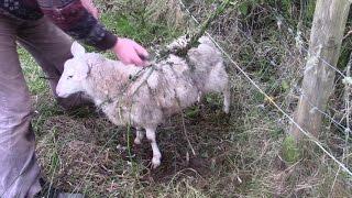 World's Biggest Carnivorous Plant Catches Whole Sheep!