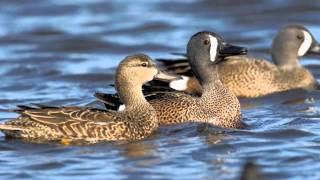 Blue-winged Teal - Duck Species Profile