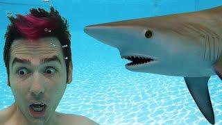 Shark In Swimming Pool Surprise!