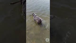 Throwback To When I Play In The Water With My Dog, Alex! (2017) (Read description.)