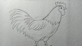 How to draw hen and cock | Drawing for beginners