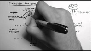 Brainstem Anatomy 1 - Midsagittal Section