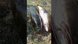 fishing hunting /snake head fish /fish fishing /amazing fishing #fishing #shots #fish #viral #video