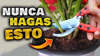 5 IDEAS para TUS PLANTAS!! Los MEJORES TRUCOS de JARDINERÍA | Cuidar jardín, Flores y Huerto Urbano