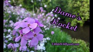 Dames Rocket: Edible and Good for Our Health