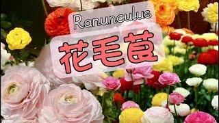 花毛茛Ranunkel/洋牡丹/鲜切花品种中怎能少得了它/04.03.2023