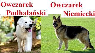 Owczarek Niemiecki a Owczarek Podhalański - PORÓWNANIE