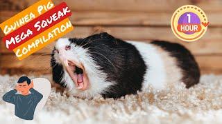 Guinea Pig Squeaking Hour | 1 Hour of Guinea Pig Squeaking | 1 Hour of Guinea Pig Noises | Petwised