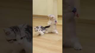 "Oops! Cat Fails Again!"! #cute #cat #kitten #meow #funny #shorts