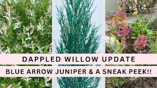 Dappled Willow Update, Blue Arrow Junipers & A Sneak Peek!!