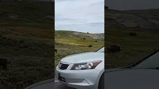 Bison in Rut!!!! #yellowstone #nps